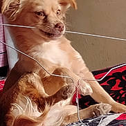 Chirisca is registered to the contest to win money with this photo: dog, pet, sitting, light_brown, fur, animal, indoors, blanket, patterned, wire, curious, small_dog, ears, paws, snout, expression, wall, relaxed, cute, companion