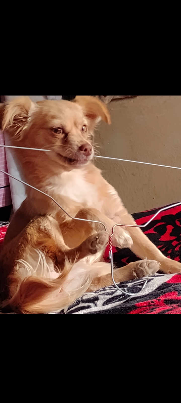 Chirisca