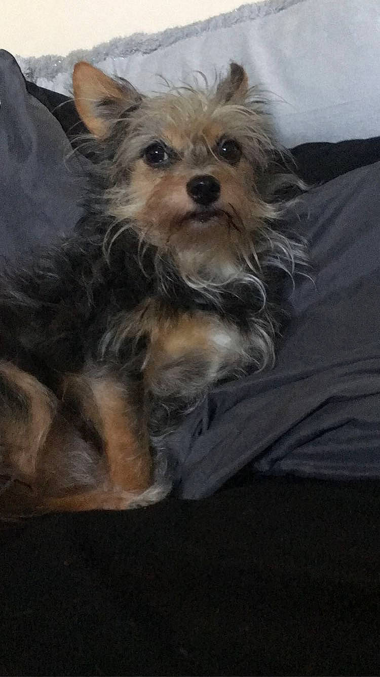 Insaney is registered to the contest to win money with this photo: biewer_terrier, canidae, carnivore, companion_dog, dog, dog_breed, dog_supply, fawn, fur, puppy, small_terrier, snout, sporting_group, terrestrial_animal, terrier, toy_dog, whiskers, working_animal, yorkipoo, yorkshire_terrier