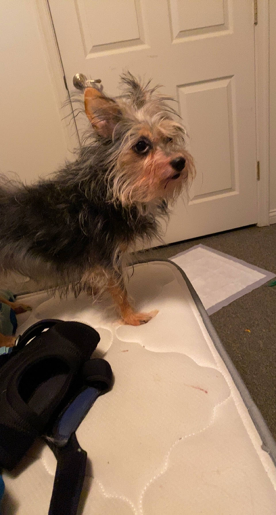 Insaney joined the competition — help win amazing prizes! canidae, carnivore, companion_dog, dog, dog_breed, dog_supply, door, fawn, flooring, fur, hardwood, liver, pet_supply, small_terrier, snout, sporting_group, terrier, toy_dog, yorkipoo, yorkshire_terrier