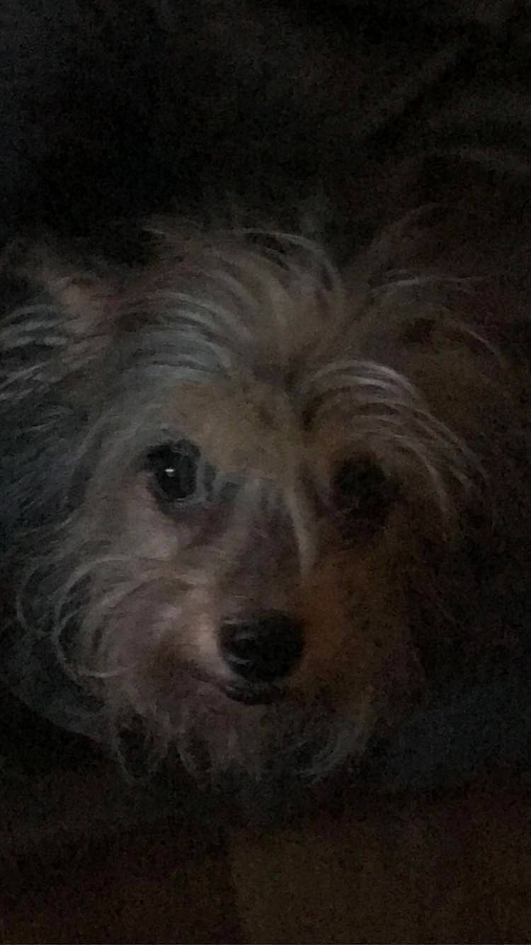 Insaney is registered to the contest to win money with this photo: biewer_terrier, canidae, carnivore, companion_dog, darkness, dog, dog_breed, fur, maltepoo, non_sporting_group, small_terrier, sporting_group, terrestrial_animal, terrier, toy_dog, whiskers