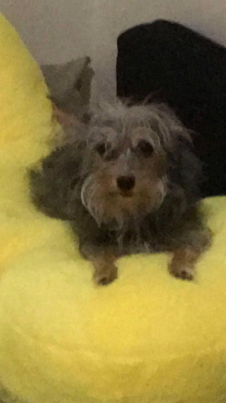 Insaney is registered to the contest to win money with this photo: art, biewer_terrier, canidae, carnivore, companion_dog, dog, dog_breed, fur, liver, maltepoo, non_sporting_group, poodle_crossbreed, small_terrier, snout, sporting_group, terrier, toy_dog, water_dog, working_animal, yorkipoo