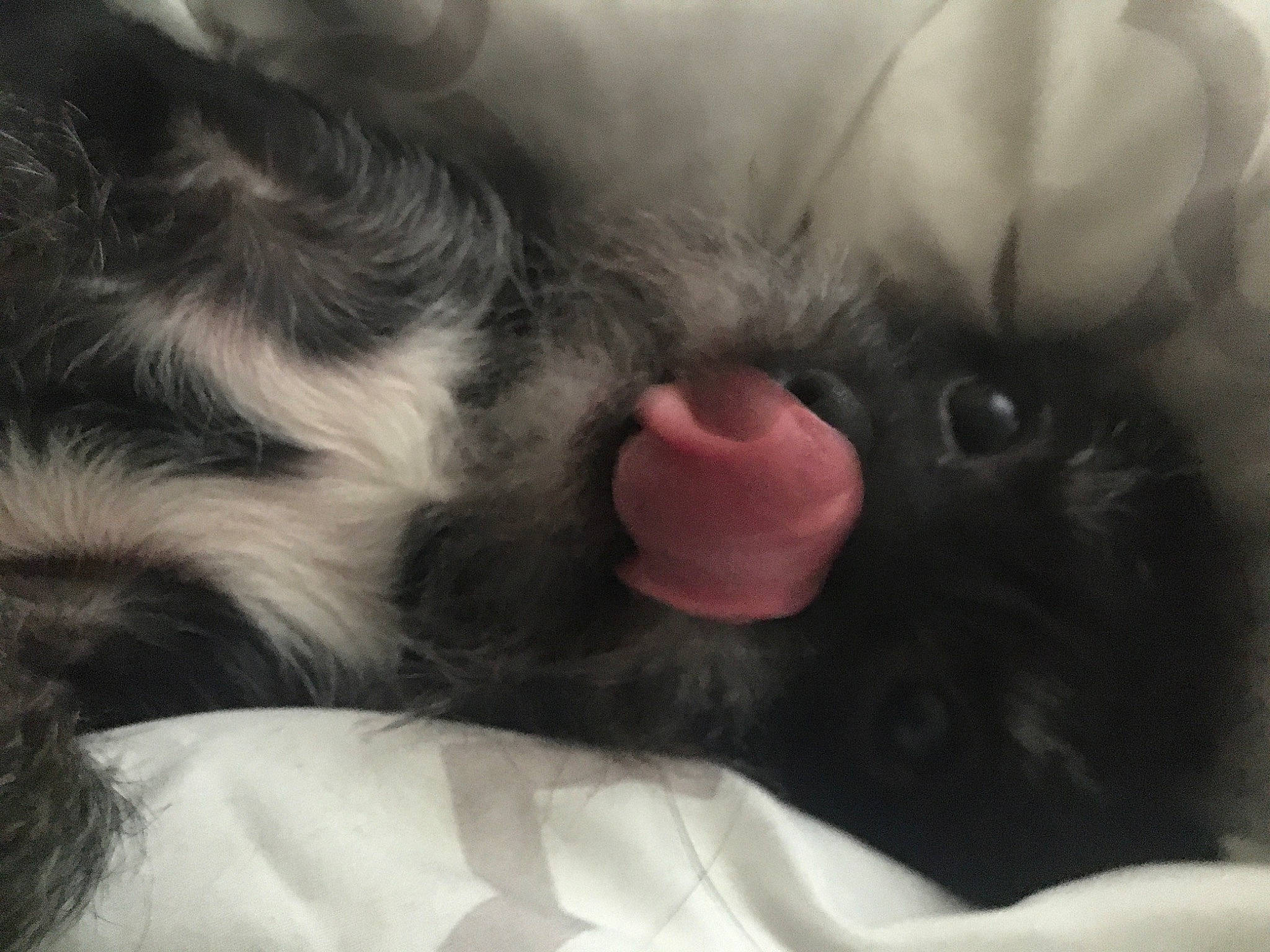 Bootsie is registered to the contest to win money with this photo: canidae, carnivore, cat, claw, cloud, comfort, companion_dog, dog_breed, felidae, fur, gesture, grey, nap, paw, sleep, small_to_medium_sized_cats, snout, sporting_group, tail, whiskers