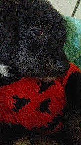 Bootsie is registered to the contest to win money with this photo: art, borador, canidae, carmine, carnivore, companion_dog, creative_arts, dog, dog_breed, fur, pattern, pet_supply, snout, sporting_group, stuffed_toy, terrestrial_animal, toy, water_dog, whiskers, working_animal