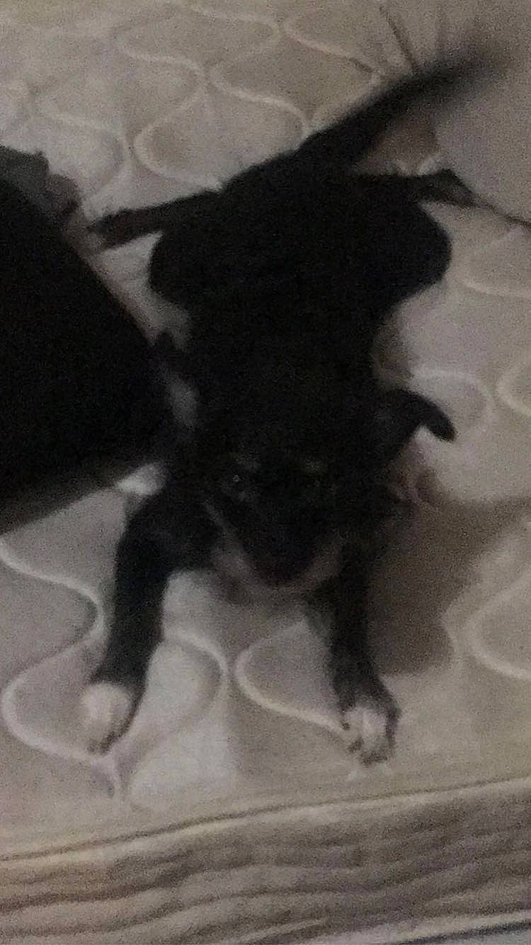 Bootsie joined the competition — help win amazing prizes! art, claw, companion_dog, dog, dog_breed, felidae, flooring, fur, monochrome, monochrome_photography, paw, shadow, tail, terrestrial_animal, tints_and_shades, toy_dog, visual_arts, whiskers, working_animal, working_dog