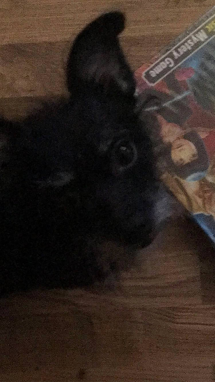 Bootsie is registered to the contest to win money with this photo: black_cat, carnivore, companion_dog, dog_breed, felidae, flooring, foot, fur, hardwood, paw, shadow, small_to_medium_sized_cats, snout, tail, terrestrial_animal, tints_and_shades, visual_arts, whiskers, wood, wood_flooring