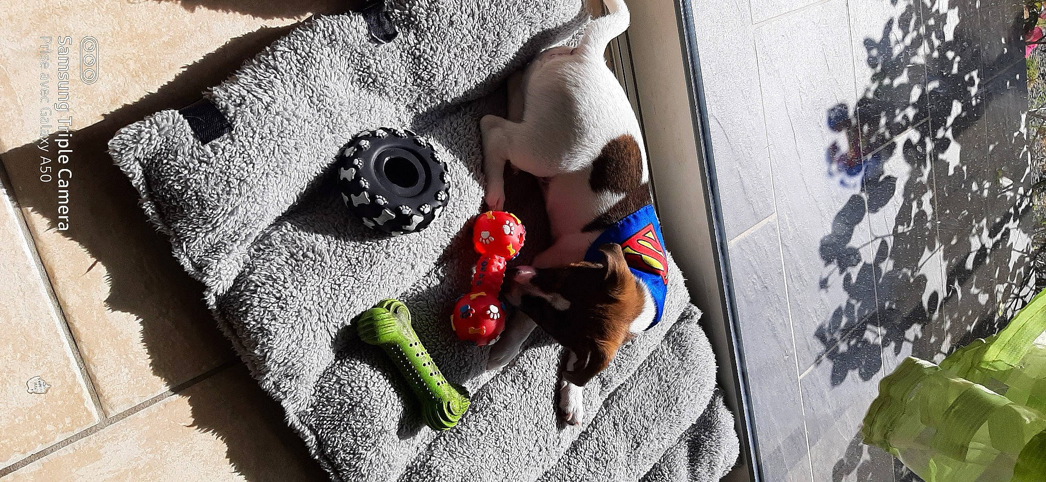 Jack participe au concours pour gagner de l'argent avec cette photo : audio_equipment, carmine, craft, eyewear, fashion_accessory, fictional_character, fur, grey, linens, pattern, plush, room, shoe, stuffed_toy, sunglasses, toy, vertebrate, visual_arts, wood, wool