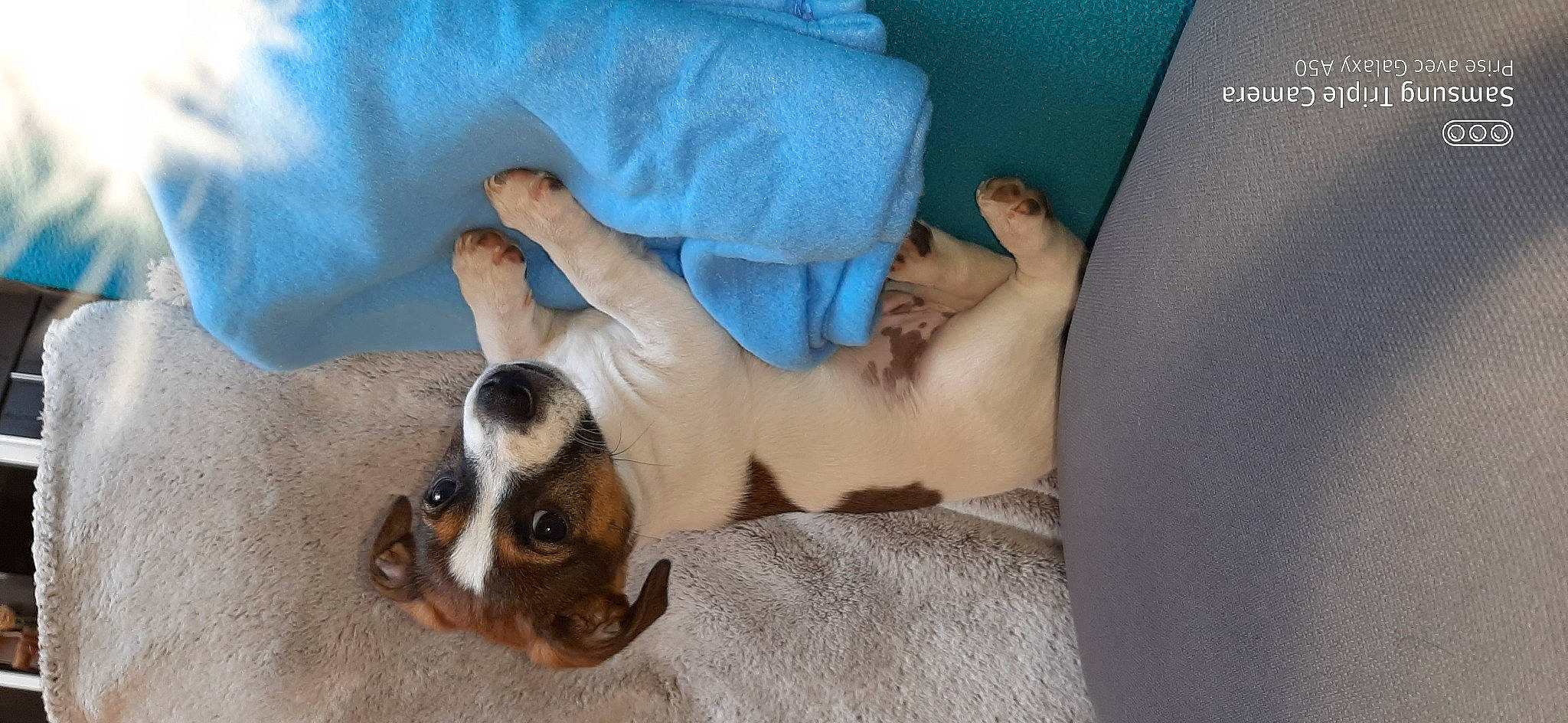 Jack participe au concours pour gagner de l'argent avec cette photo : bed, bedding, bedtime, canidae, carnivore, comfort, companion_dog, couch, dog, dog_breed, fawn, fur, linens, nap, paw, puppy_love, scent_hound, sleep, snout, sporting_group