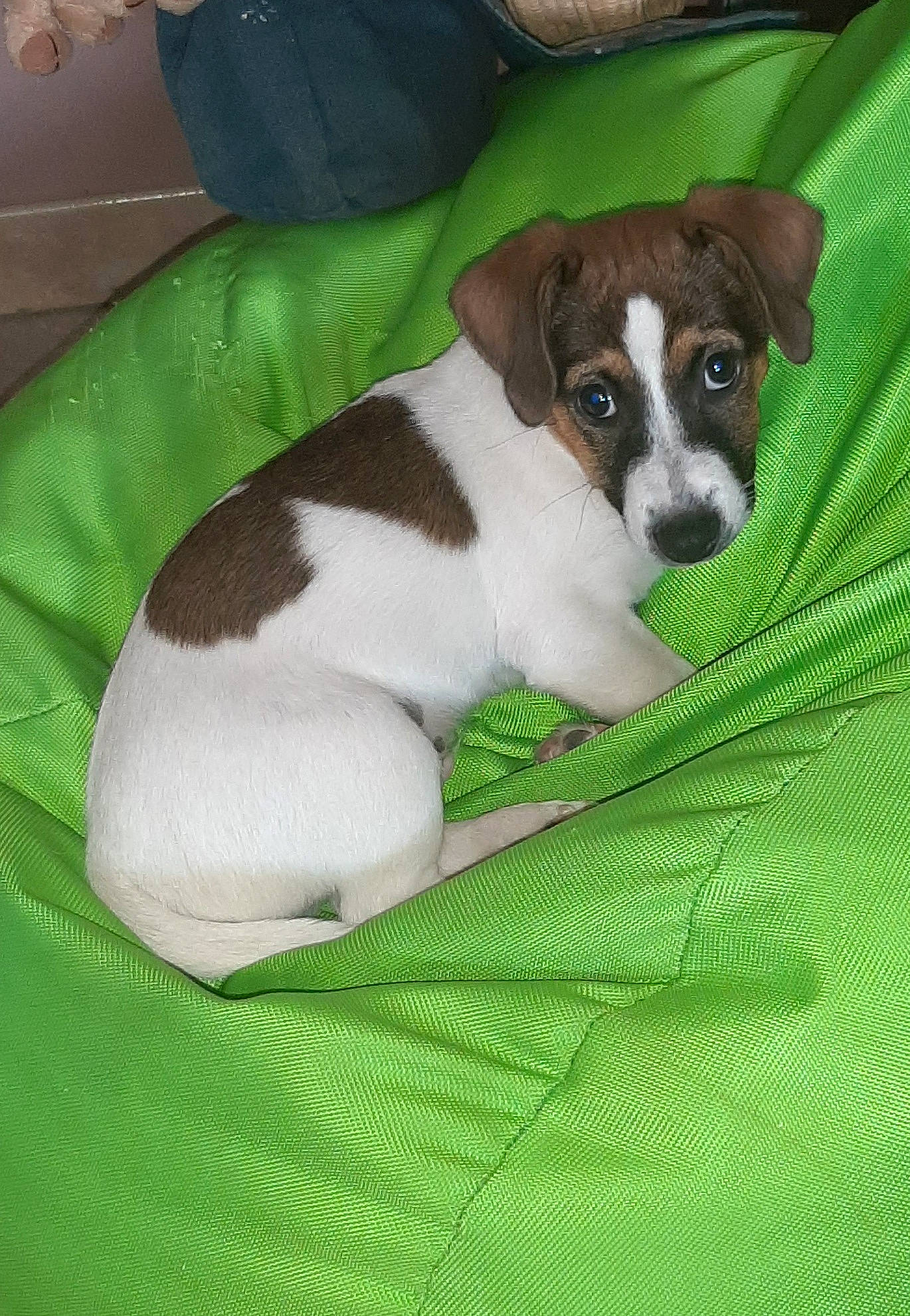 Jack a rejoint le concours — aidez-le/la à gagner de superbes lots ! bored, canidae, carnivore, comfort, companion_dog, dog, dog_breed, dog_supply, fawn, liver, non_sporting_group, puppy, sporting_group, terrestrial_animal, toy_dog, working_animal