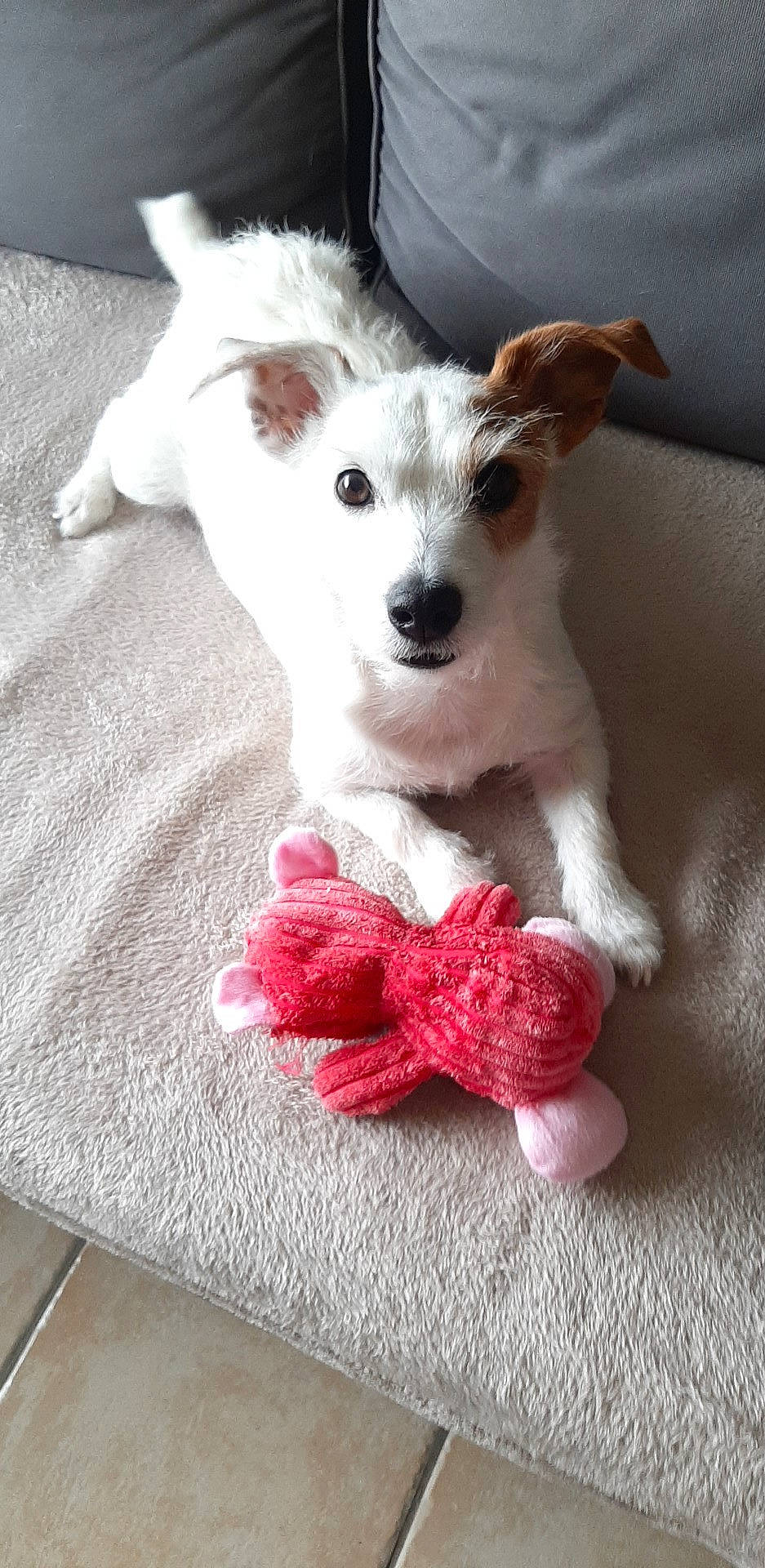 Linka participe au concours pour gagner de l'argent avec cette photo : carmine, carnivore, companion_dog, craft, dog, dog_breed, dog_supply, flooring, fur, linens, pattern, paw, tail, terrier, toy_dog, whiskers, wool, woolen, working_animal, woven_fabric