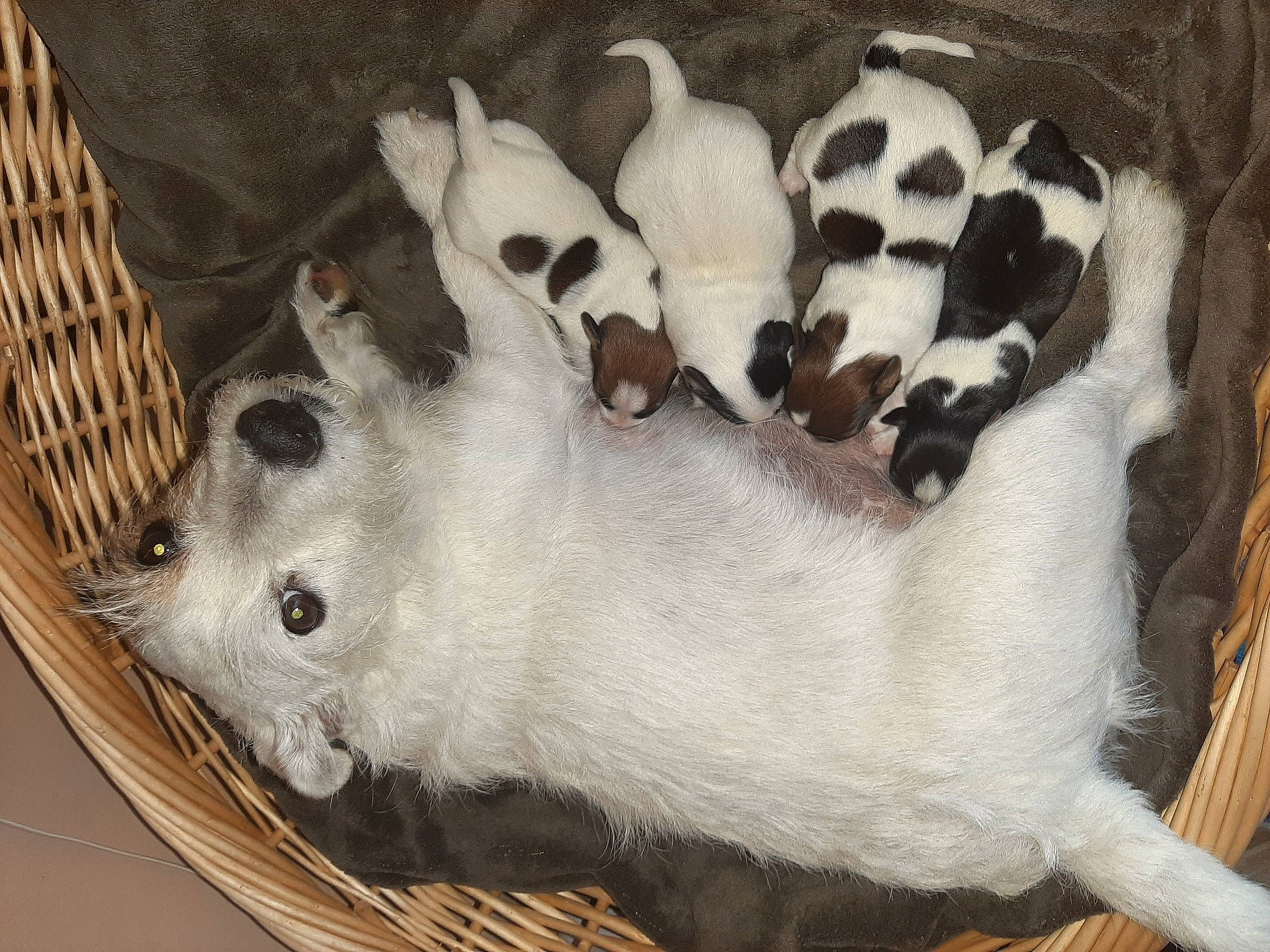 Linka a rejoint le concours — aidez-le/la à gagner de superbes lots ! canidae, carnivore, companion_dog, dog, dog_breed, dog_supply, fawn, fur, non_sporting_group, pattern, paw, pet_supply, puppy, snout, sporting_group, terrestrial_animal, toy_dog, whiskers, working_animal