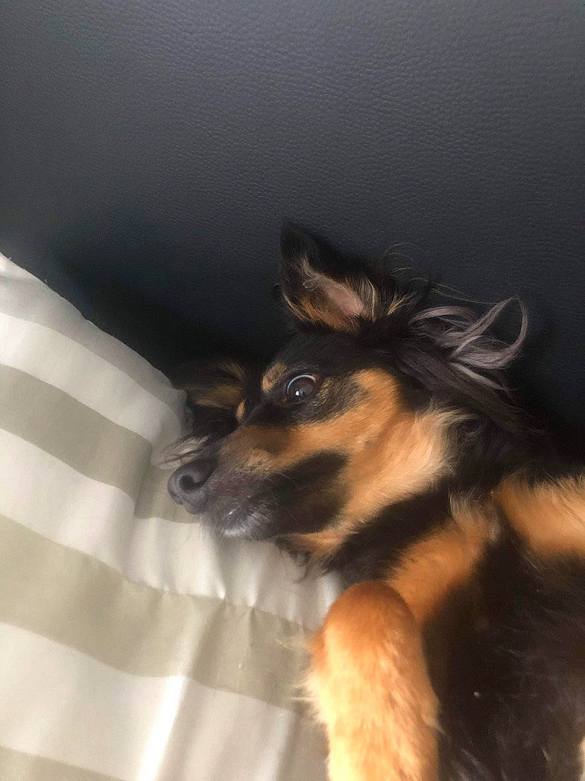 Onna a rejoint le concours — aidez-le/la à gagner de superbes lots ! canidae, carnivore, comfort, companion_dog, dog, dog_breed, fawn, fur, linens, paw, snout, sporting_group, terrestrial_animal, toy_dog, whiskers, working_dog