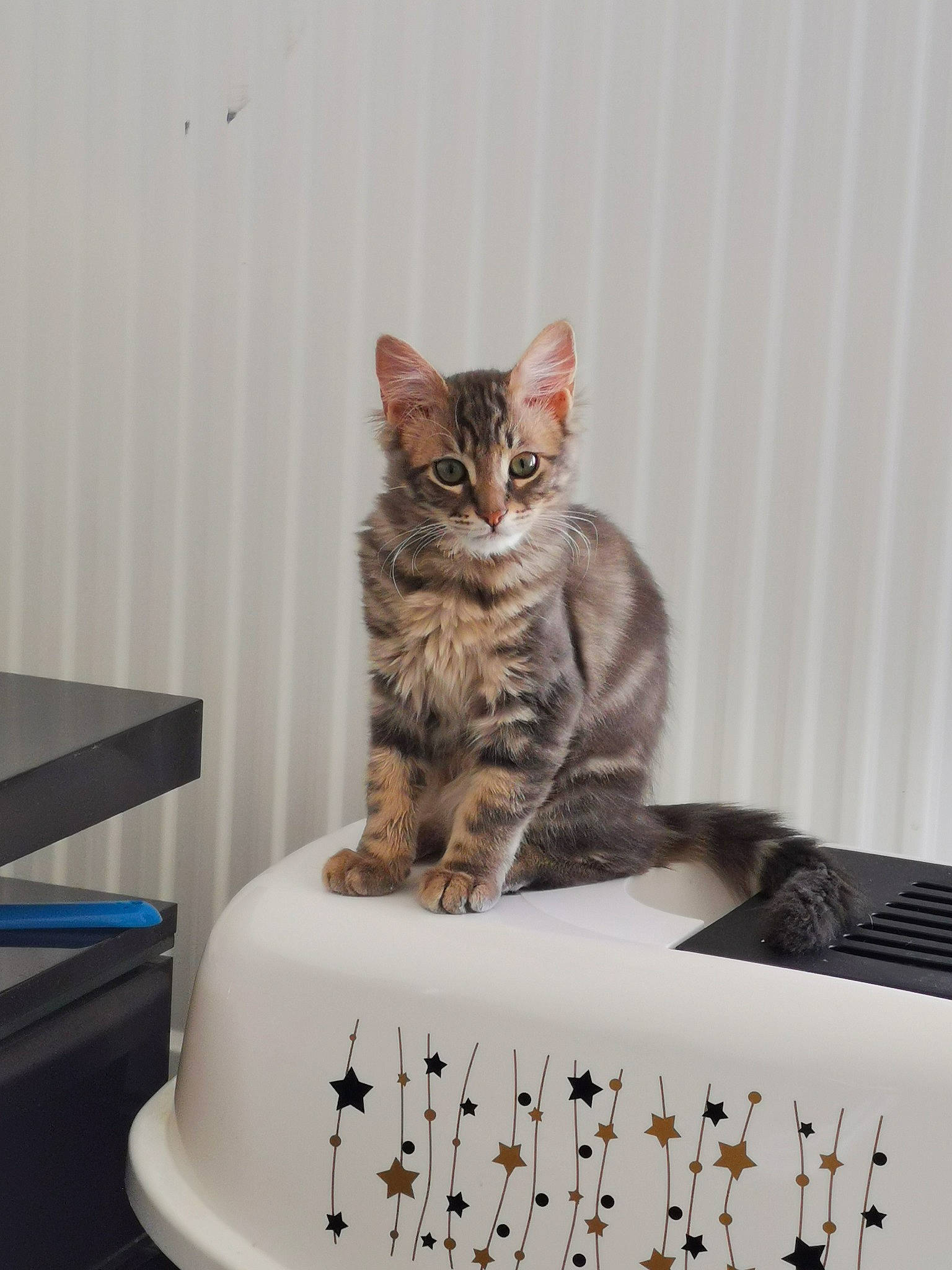 Corona participe au concours pour gagner de l'argent avec cette photo : box, calendar, cardboard, carnivore, cat, cat_supply, domestic_short_haired_cat, felidae, font, fur, office_equipment, paw, pet_supply, plant, puzzle, room, sitting, small_to_medium_sized_cats, tail, whiskers