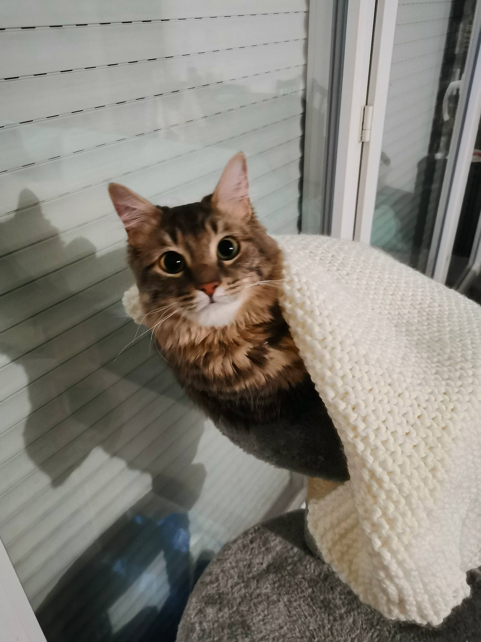 Corona participe au concours pour gagner de l'argent avec cette photo : carnivore, cat, domestic_short_haired_cat, fawn, felidae, flooring, fur, grey, pattern, small_to_medium_sized_cats, snout, stairs, tail, terrestrial_animal, whiskers, window, wood