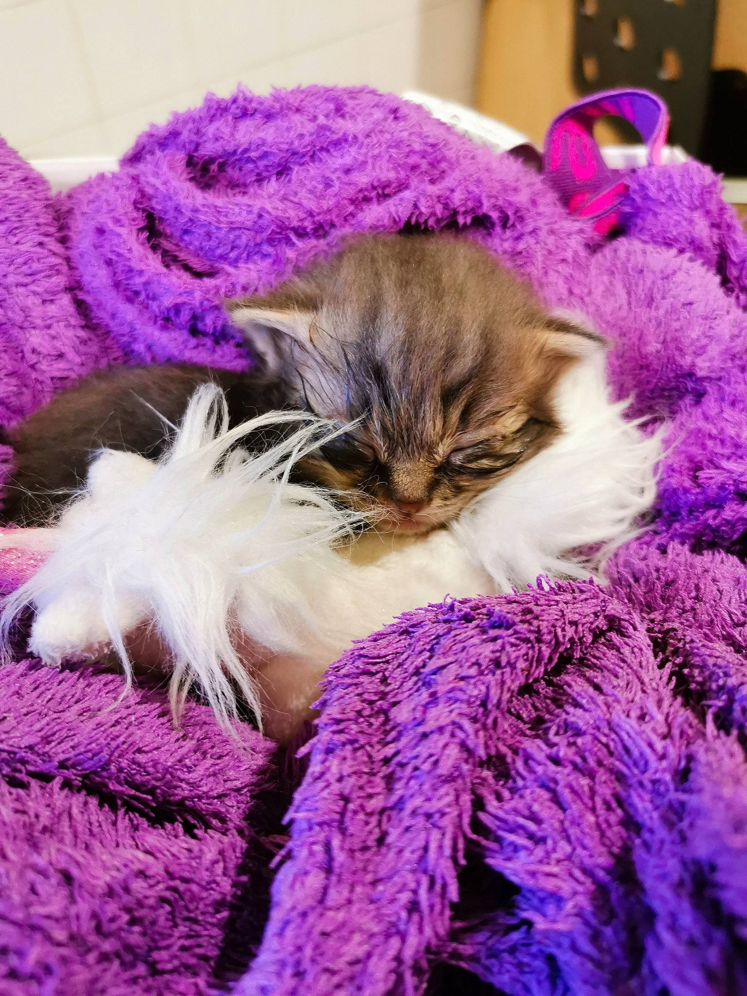 Corona a rejoint le concours — aidez-le/la à gagner de superbes lots ! blue, cap, cat, electric_blue, event, fawn, felidae, flower, fur, fur_clothing, hat, magenta, petal, pink, plant, purple, small_to_medium_sized_cats, textile, violet, whiskers