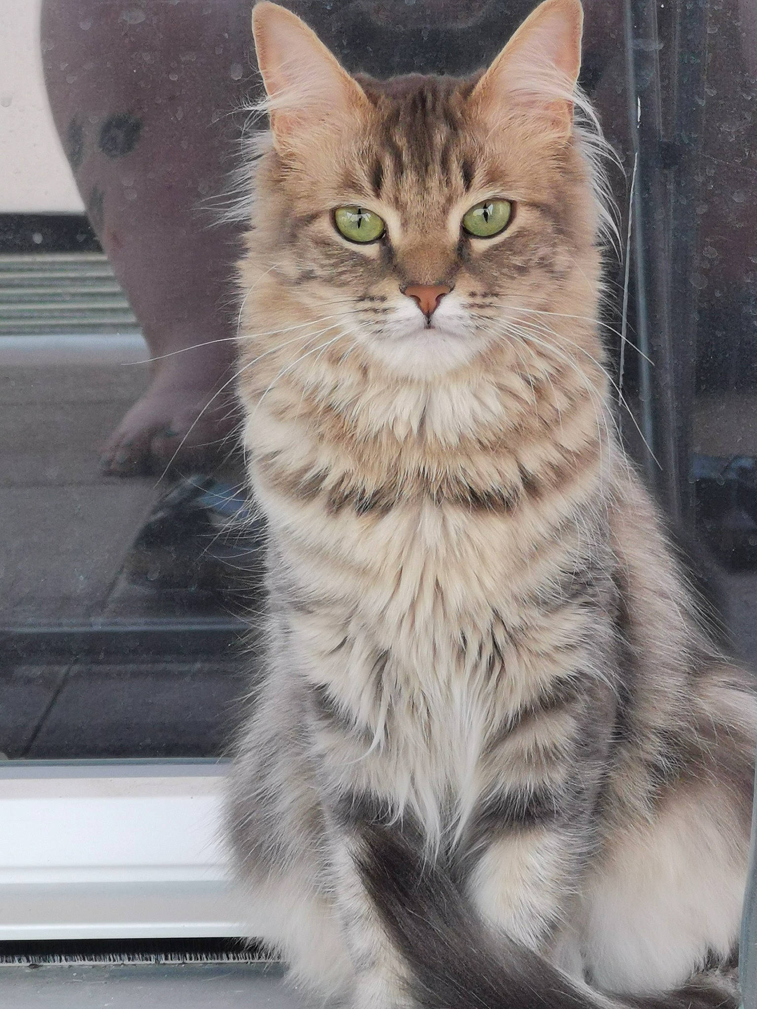 Corona a rejoint le concours — aidez-le/la à gagner de superbes lots ! carnivore, cat, claw, domestic_short_haired_cat, door, felidae, fur, iris, paw, siberian, sitting, small_to_medium_sized_cats, snout, tail, terrestrial_animal, whiskers, wildlife, windshield