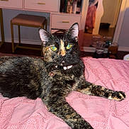 Reese joined the competition — help win amazing prizes! animal, bedroom, blanket, cat, collar, cozy, curious, domestic_animal, feline, furniture, green_eyes, indoor, pet, pink, portrait, resting, soft_texture, stool, tortoiseshell, vanity