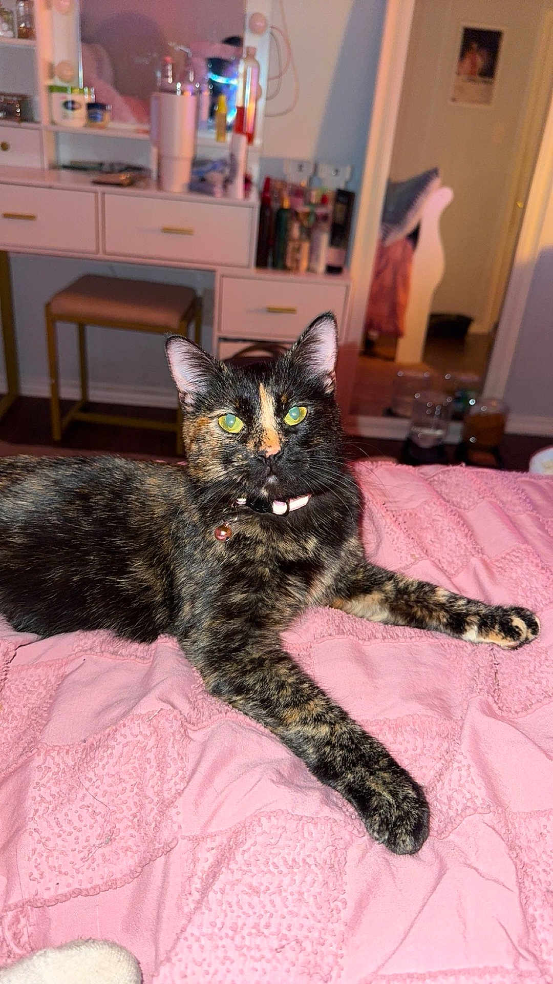 Reese joined the competition — help win amazing prizes! animal, bedroom, blanket, cat, collar, cozy, curious, domestic_animal, feline, furniture, green_eyes, indoor, pet, pink, portrait, resting, soft_texture, stool, tortoiseshell, vanity