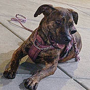 Sativa joined the competition — help win amazing prizes! dog, brindle, pet, animal, leash, harness, sidewalk, night, outdoor, canine, tongue, resting, paw, street, urban, cute, friendly, domestic_animal, mammal, companion