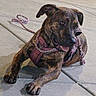 dog, brindle, pet, animal, leash, harness, sidewalk, night, outdoor, canine, tongue, resting, paw, street, urban, cute, friendly, domestic_animal, mammal, companion