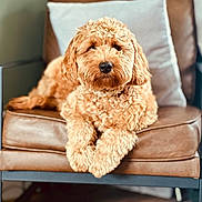 Ollie is registered to the contest to win money with this photo: dog, curly_fur, leather_chair, indoor, pet, cozy, pillow, brown, fur, cute, relaxed, animal, companion, home, furniture, portrait, fluffy, sitting, domestic_animal, friendly