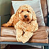 animal, brown, companion, cozy, curly_fur, cute, dog, domestic_animal, fluffy, friendly, fur, furniture, home, indoor, leather_chair, pet, pillow, portrait, relaxed, sitting