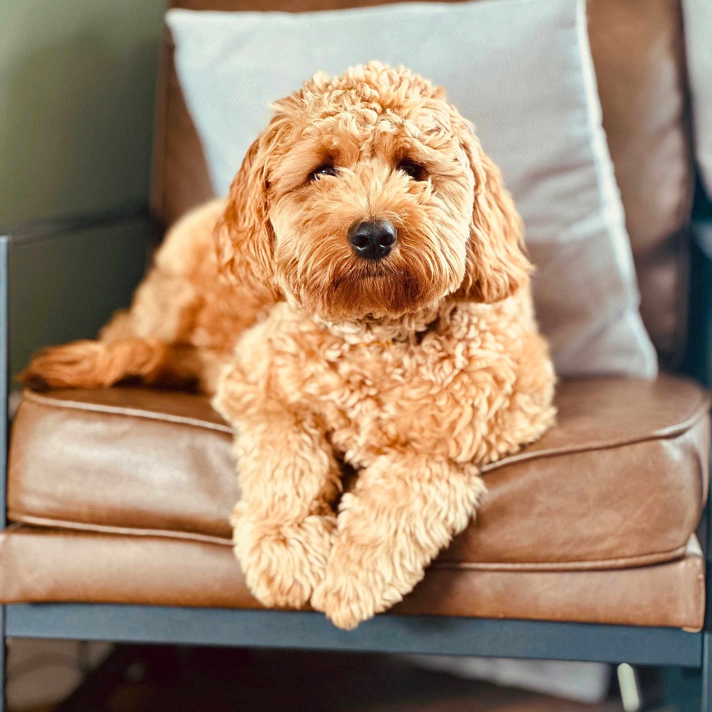 Ollie is registered to the contest to win money with this photo: dog, curly_fur, leather_chair, indoor, pet, cozy, pillow, brown, fur, cute, relaxed, animal, companion, home, furniture, portrait, fluffy, sitting, domestic_animal, friendly