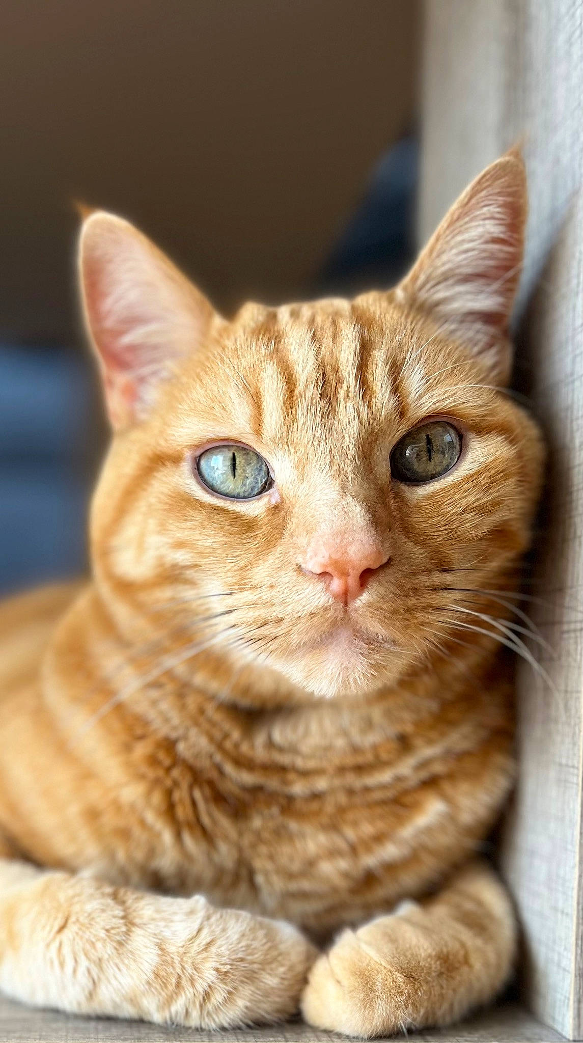 Requin participe au concours pour gagner de l'argent avec cette photo : carnivore, cat, domestic_short_haired_cat, ear, eye, fawn, felidae, fur, head, iris, paw, small_to_medium_sized_cats, snout, terrestrial_animal, whiskers, wildlife, window, wood