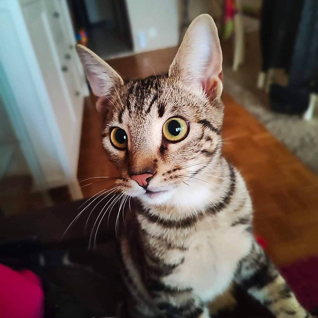 Lotus a rejoint le concours — aidez-le/la à gagner de superbes lots ! carnivore, cat, domestic_short_haired_cat, felidae, fur, paw, small_to_medium_sized_cats, snout, tail, terrestrial_animal, whiskers, wildlife, window