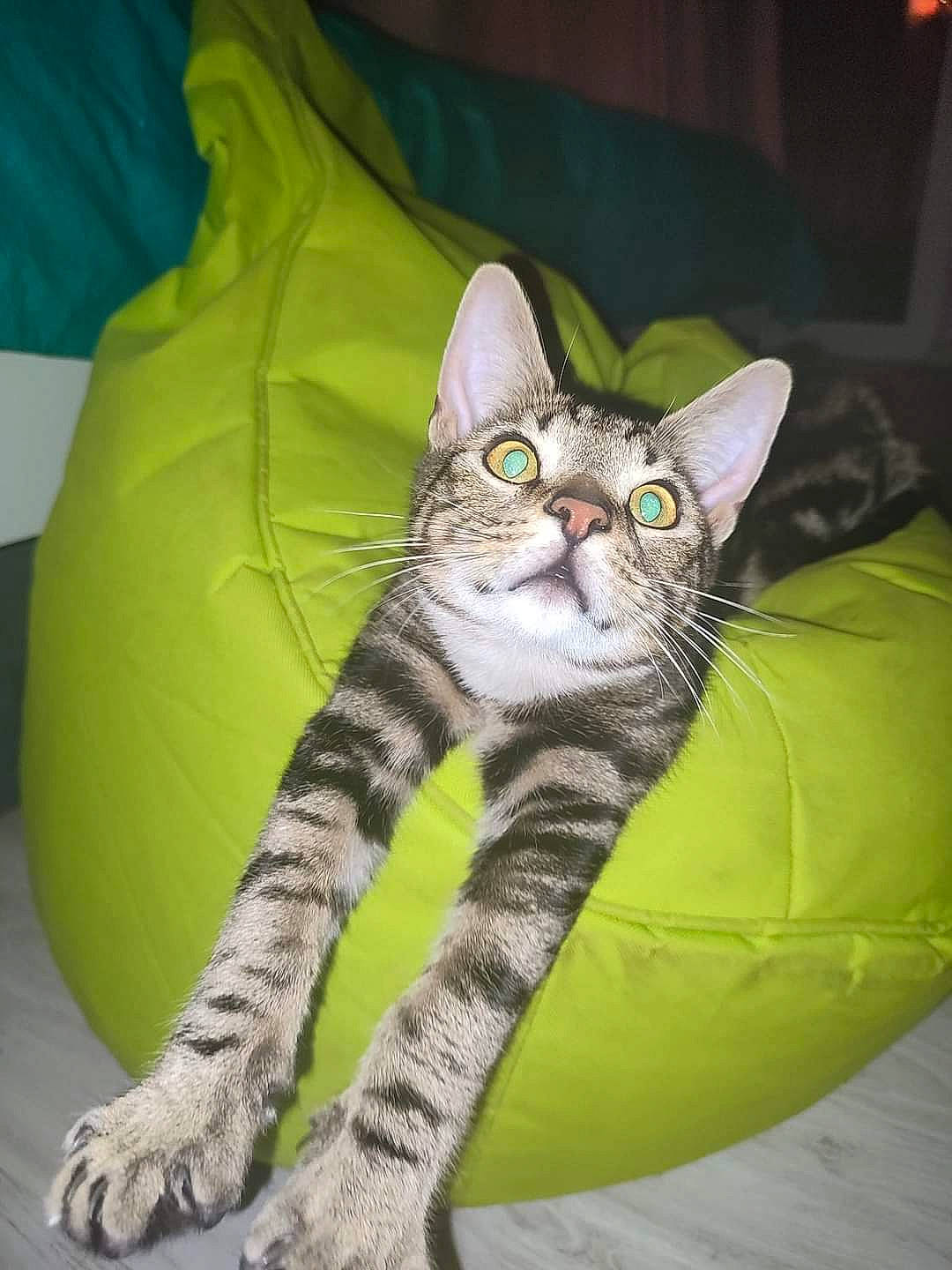 Lotus a rejoint le concours — aidez-le/la à gagner de superbes lots ! carnivore, cat, comfort, domestic_short_haired_cat, felidae, fur, grey, linens, paw, sitting, small_to_medium_sized_cats, snout, tail, terrestrial_animal, whiskers, wildlife