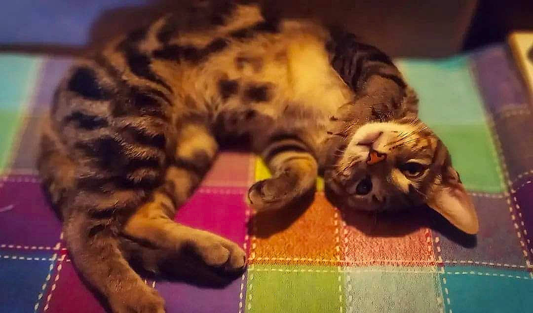 Lotus a rejoint le concours — aidez-le/la à gagner de superbes lots ! carnivore, cat, claw, comfort, domestic_short_haired_cat, fawn, felidae, fur, mammal, nap, paw, room, small_to_medium_sized_cats, snout, tail, terrestrial_animal, toy, vertebrate, whiskers, wood