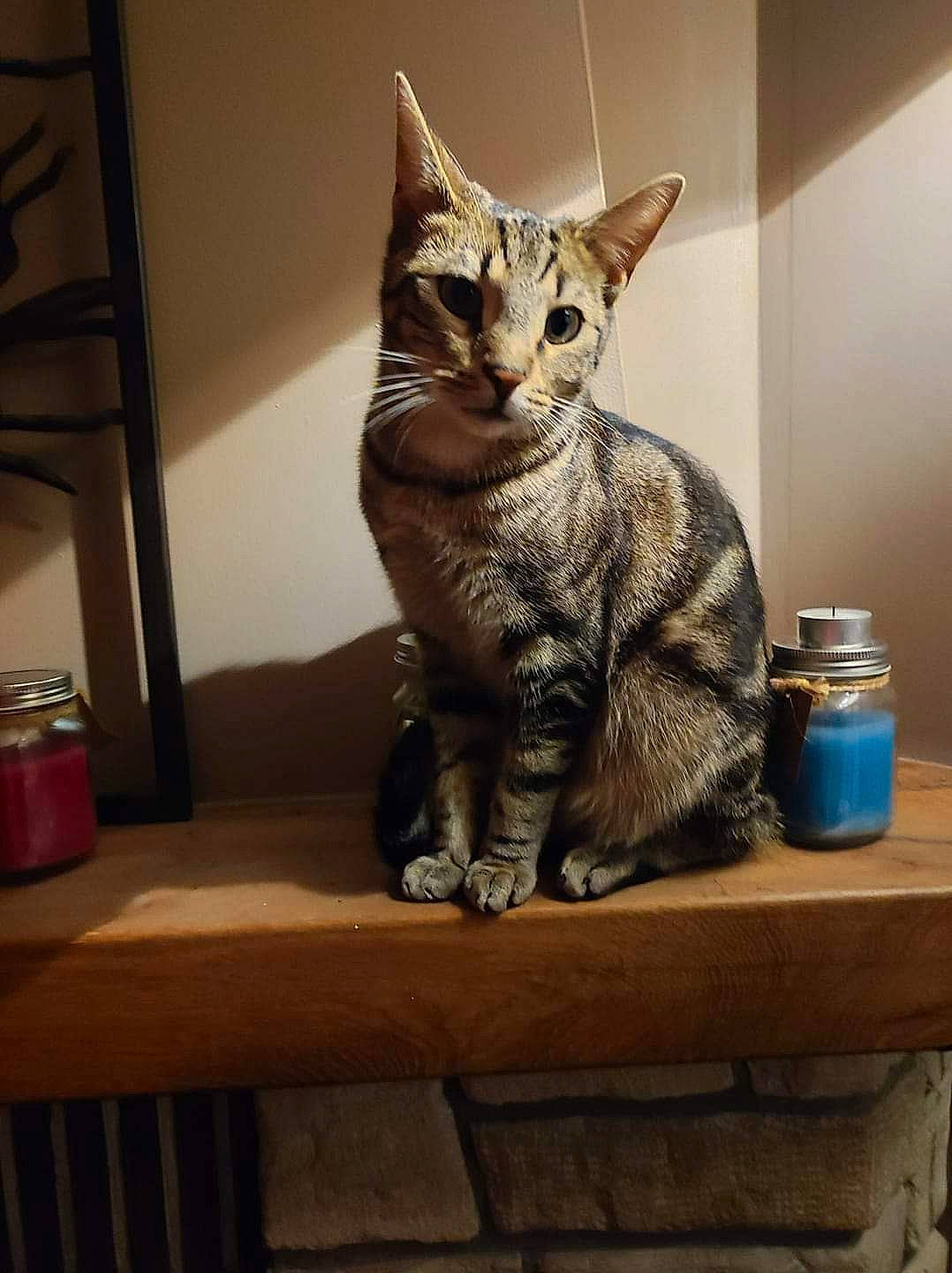 Lotus participe au concours pour gagner de l'argent avec cette photo : art, carnivore, cat, cat_supply, domestic_short_haired_cat, felidae, fur, paw, sitting, small_to_medium_sized_cats, snout, table, tail, terrestrial_animal, water_bottle, whiskers, window, wood