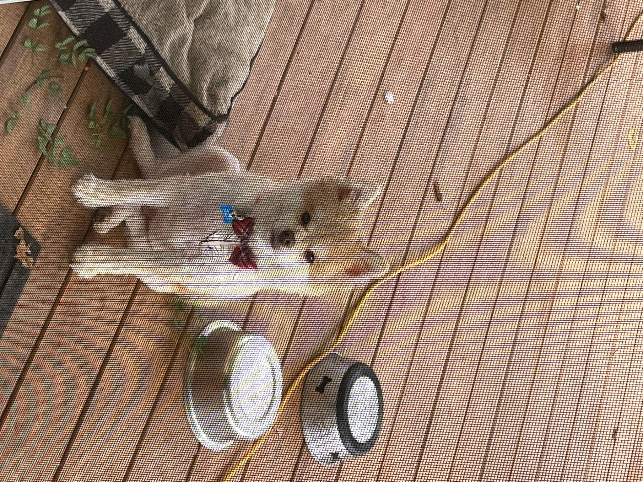 Bandit is registered to the contest to win money with this photo: cage, circle, eyewear, fashion_accessory, flooring, hardwood, mesh, metal, net, pattern, pet_supply, plywood, shadow, tail, tool, wire, wood, wood_flooring, wood_stain