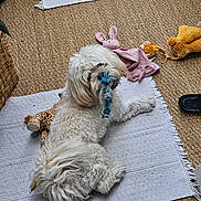 Dhoki a rejoint le concours — aidez-le/la à gagner de superbes lots ! dog, white_dog, toy, rope_toy, plush_toy, giraffe_toy, bunny_toy, yellow_toy, rug, woven_floor, indoor, pet, lying_down, fluffy, playful, animal, home, carpet, relaxing, cute