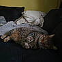 cat, tabby, sleeping, couch, blanket, indoor, pet, fur, cozy, resting, feline, domestic_animal, whiskers, paw, relaxation, mammal, striped, comfortable, home, quiet