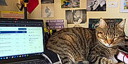 Hadès participe au concours pour gagner de l'argent avec cette photo : cat, tabby, sleeping, desk, laptop, lamp, papers, pen, photographs, wall, clutter, home_office, technology, indoor, cozy, resting, feline, brown, striped, furniture