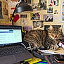cat, tabby, sleeping, desk, laptop, lamp, papers, pen, photographs, wall, clutter, home_office, technology, indoor, cozy, resting, feline, brown, striped, furniture