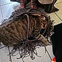 cat, tabby, animal, pet, indoor, floor, tiled_floor, brown, fringe, shawl, fabric, footwear, sandals, striped, cozy, resting, paws, whiskers, closeup, domestic