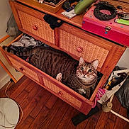 Hadès a rejoint le concours — aidez-le/la à gagner de superbes lots ! cat, tabby_cat, drawer, wooden_furniture, clothes, indoor, floor, curious, pet, feline, animal, cozy, surprised_look, clutter, home, storage, knobs, fabric, flooring, household