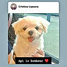dog, white_dog, small_dog, fluffy, pet, tongue_out, happy, window, hand, indoor, social_media_post, text_overlay, heart_emoji, cute, animal, portrait, companion, domestic_animal, light, background