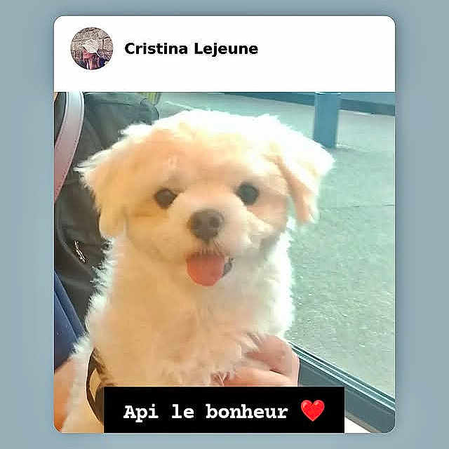 Api Le Bonheur a rejoint le concours — aidez-le/la à gagner de superbes lots ! dog, white_dog, small_dog, fluffy, pet, tongue_out, happy, window, hand, indoor, social_media_post, text_overlay, heart_emoji, cute, animal, portrait, companion, domestic_animal, light, background