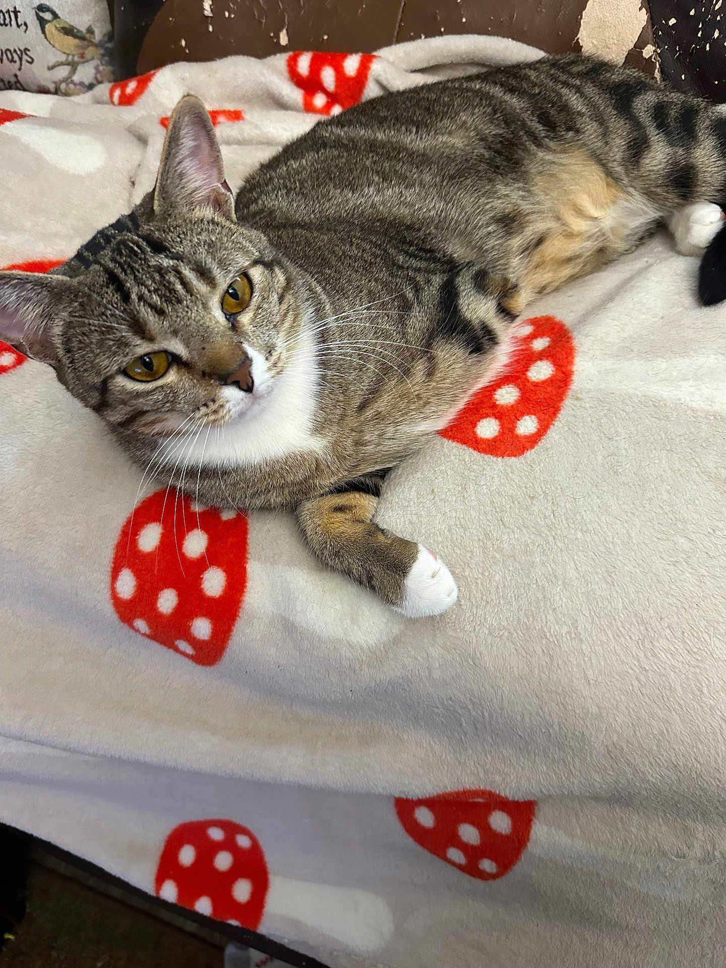 Smoky Manrique joined the competition — help win amazing prizes! cat, tabby_cat, pet, animal, feline, yellow_eyes, whiskers, relaxed, blanket, mushroom_pattern, soft_texture, indoor, cozy, resting, cute, fur, paw, ear, closeup, comfort