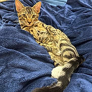 Tiger joined the competition — help win amazing prizes! cat, tabby, pet, animal, feline, relaxed, bed, blanket, blue_blanket, fur, tail, paws, striped, domestic_cat, indoor, resting, cute, whiskers, ears, cozy