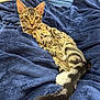 cat, tabby, pet, animal, feline, relaxed, bed, blanket, blue_blanket, fur, tail, paws, striped, domestic_cat, indoor, resting, cute, whiskers, ears, cozy