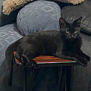 Sable joined the competition — help win amazing prizes! black_cat, cat, feline, pet, animal, indoor, couch, table, relaxing, fur, whiskers, ears, tail, resting, domestic_cat, living_room, cozy, soft_furniture, wooden_table, quiet