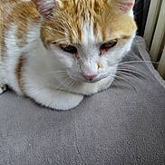 Minouche a rejoint le concours — aidez-le/la à gagner de superbes lots ! animal, cat, close_up, cushion, cute, ears, feline, fur, ginger_cat, gray_cushion, home, indoors, loaf_position, orange_and_white, pet, portrait, resting, sleepy, whiskers, white_cat
