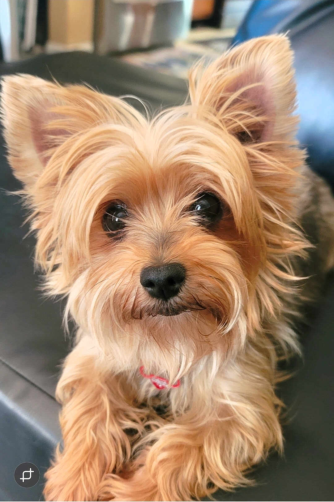 Runt Runt joined the competition — help win amazing prizes! dog, pet, close_up, fluffy, golden, fur, ears, black_nose, indoor, leather, animal, cute, portrait, mammal, companion, laying_down, looking, face, whiskers, friendly