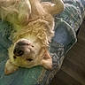 dog, golden_retriever, lying_down, upside_down, bed, blanket, indoor, pet, canine, fur, relaxed, cute, sleepy, animal, cozy, resting, paw, bedspread, home, companion