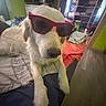 Utha participe au concours pour gagner de l'argent avec cette photo : dog, white_dog, sunglasses, bed, blanket, indoor, room, furniture, wardrobe, clothes, floor, relaxed, pet, canine, cool, sitting, house, window, curtain, casual