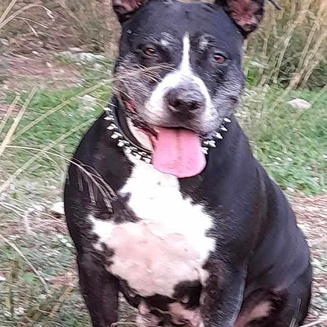 Cayenne